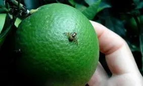 مگس‌ مدیترانه‌ای به ۲۵۰ محصول کشاورزی حمله می‌کند