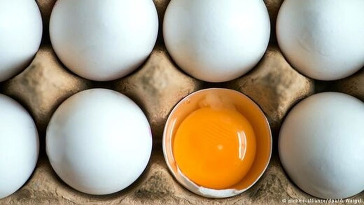 خوردن تخم‌مرغ توصیه می‌شود یا خیر؟