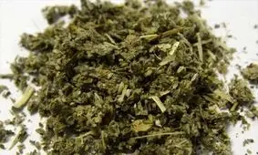 کشف مزرعه کشت ماده مخدر گل