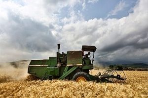 اظهارات ضد و نقیض مسئولان درباره واردات گندم/ پایداری تولید گندم ارتباطی به خودکفایی ندارد