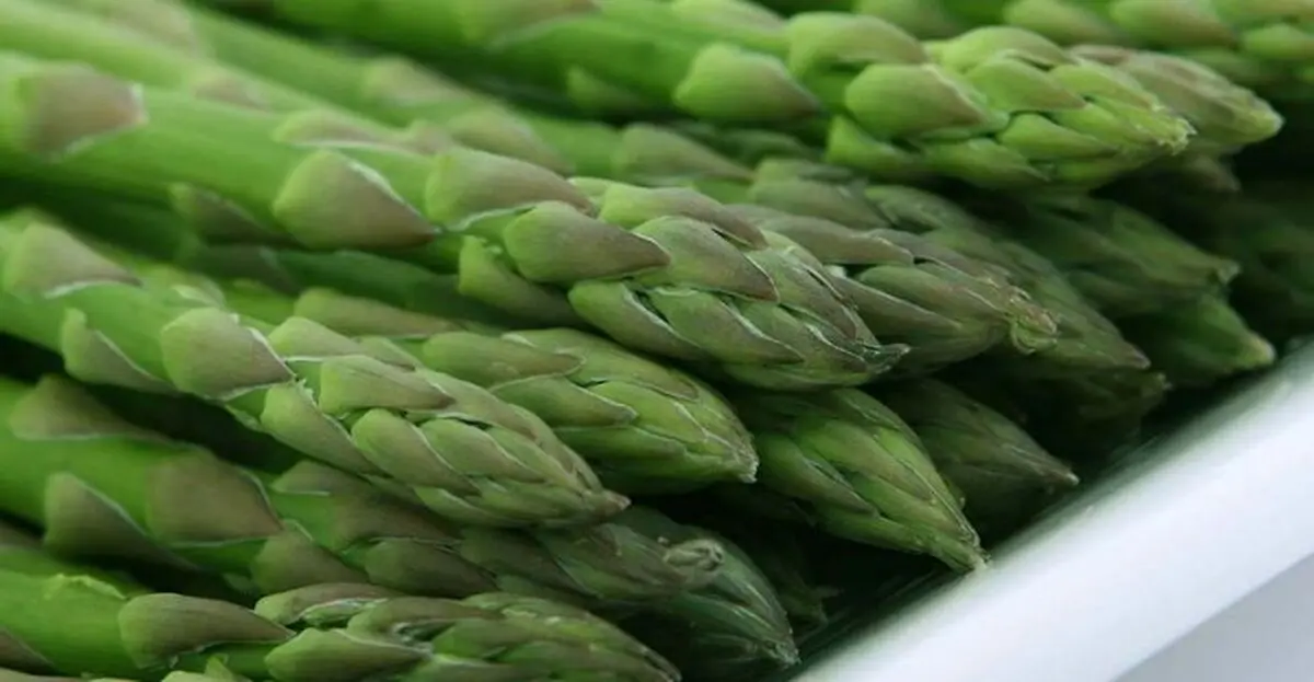 از کجا «مارچوبه» بخرم؟!