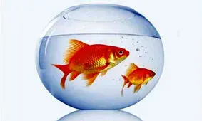 هشدار نسبت به ماهی‌های قرمز ناسالم