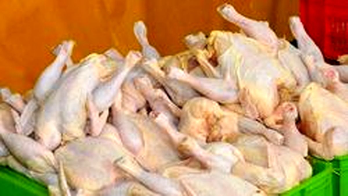 جهش ۱۵۰ تومانی نرخ مرغ در بازار / قیمت مرغ گرم به ۱۳ هزار و ۵۰۰ تومان رسید