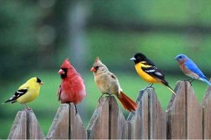 راز و رمزی جالب در پس آواز خواندن پرندگان