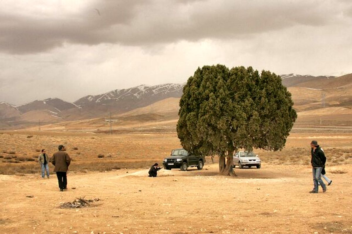 واکنش میراث فرهنگی به ثبت ملی درخت "عباس کیارستمی" + تصاویر