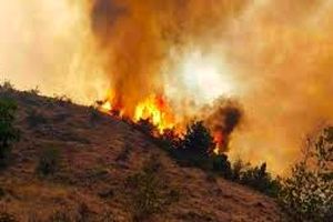 عاملان آتش‌سوزی جنگل‌های ارسباران بازداشت شدند