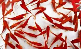 شکنجه وحشتناک دختر نوجوان با ماهی های قرمز (+۱۴)