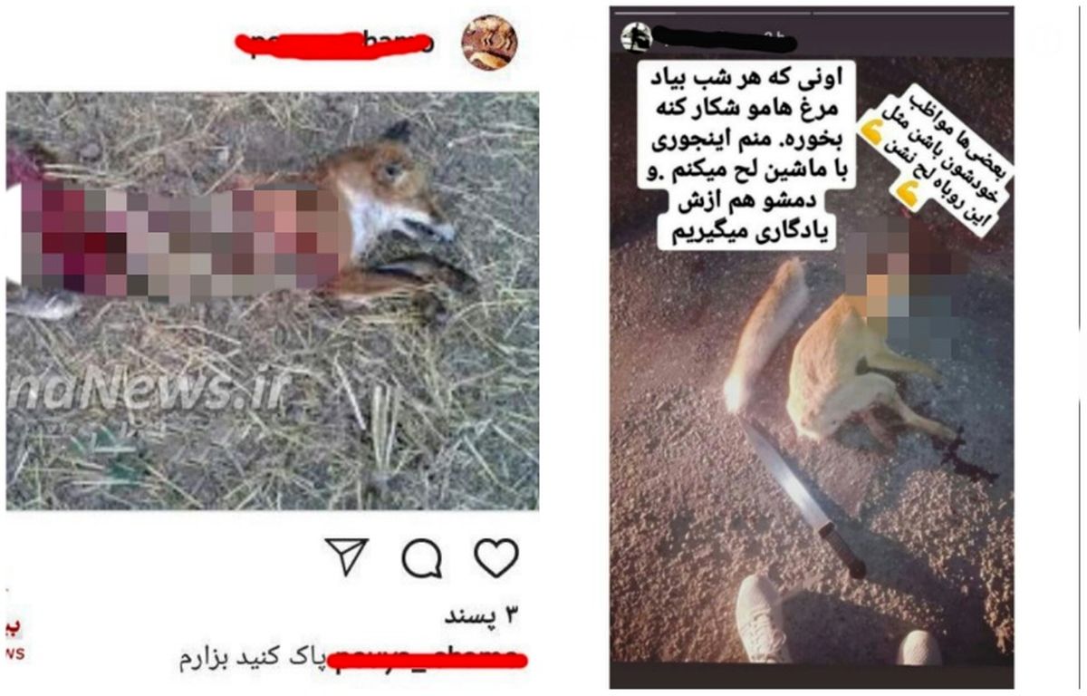 دستگیری عامل انتشار فیلم سلاخی حیوانات در فضای مجازی