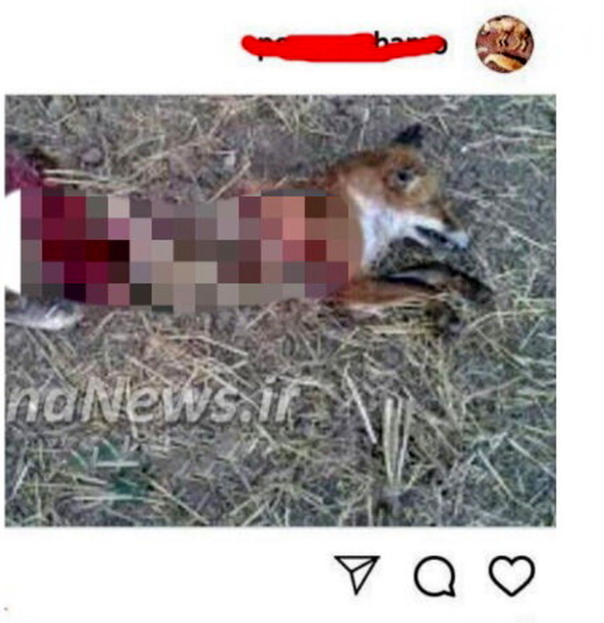 دستگیری عامل انتشار فیلم شکار و سلاخی حیوانات وحشی در فضای مجازی