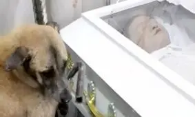 وفاداری باورنکردنی یک سگ به صاحبش تا لحظه مرگ ! + فیلم