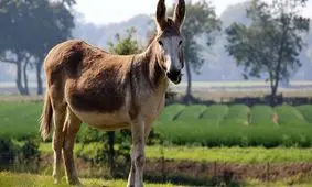 دستگیری فردی که گوش الاغ را کَنده بود + فیلم