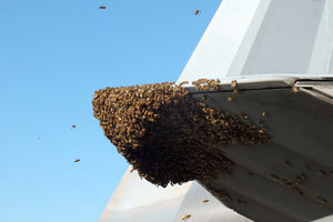 تأخیر دو ساعته یک پرواز به خاطر حمله زنبورها / در هند رخ داد