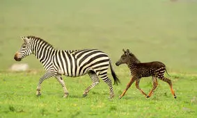 گورخرها سفید هستند با خط‌های سیاه یا سیاه هستند با خط‌های سفید؟