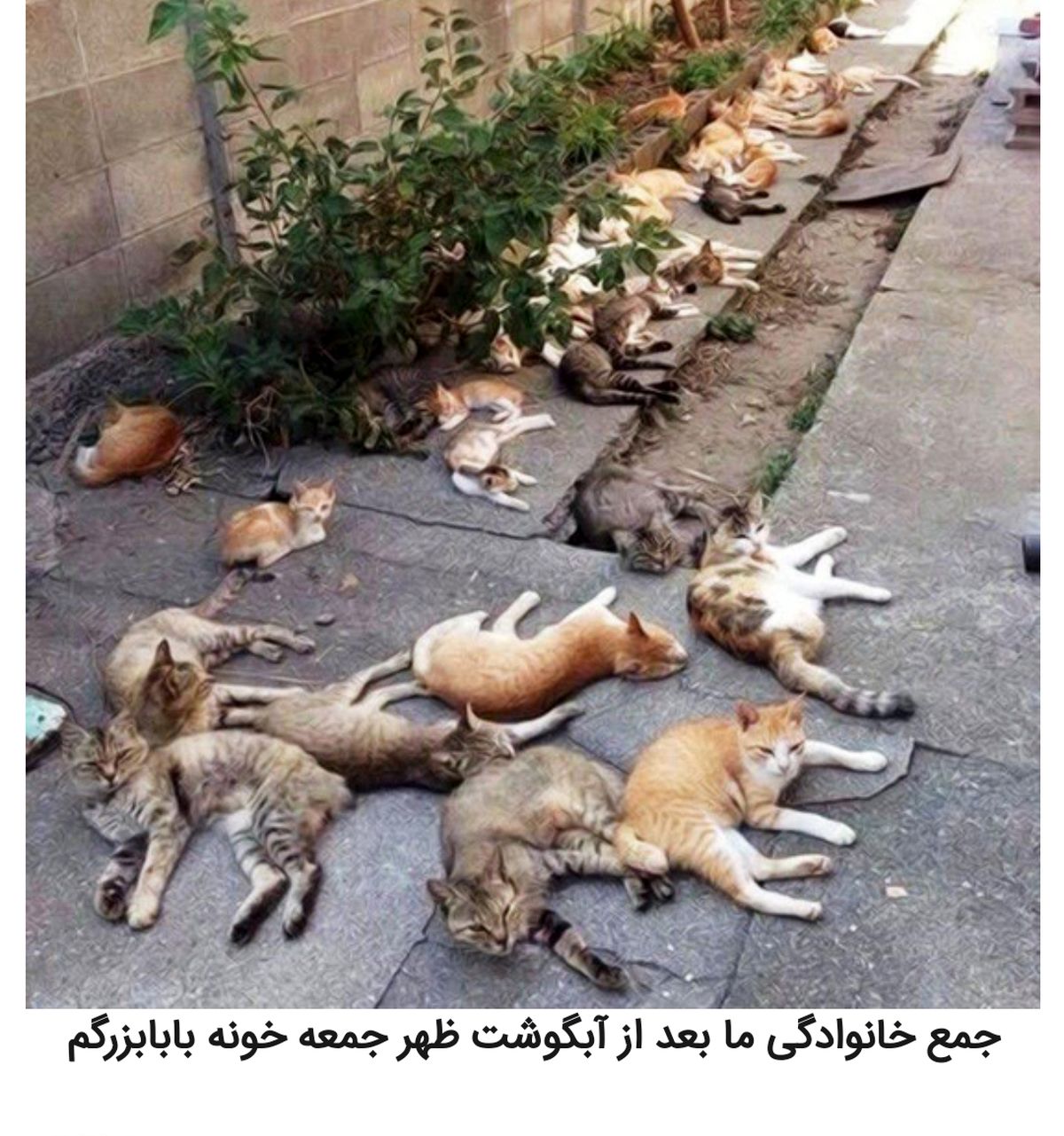 شوخیهای جالب شبکههای اجتماعی