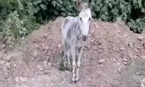 عامل بریدن گوش خر دستگیر شد