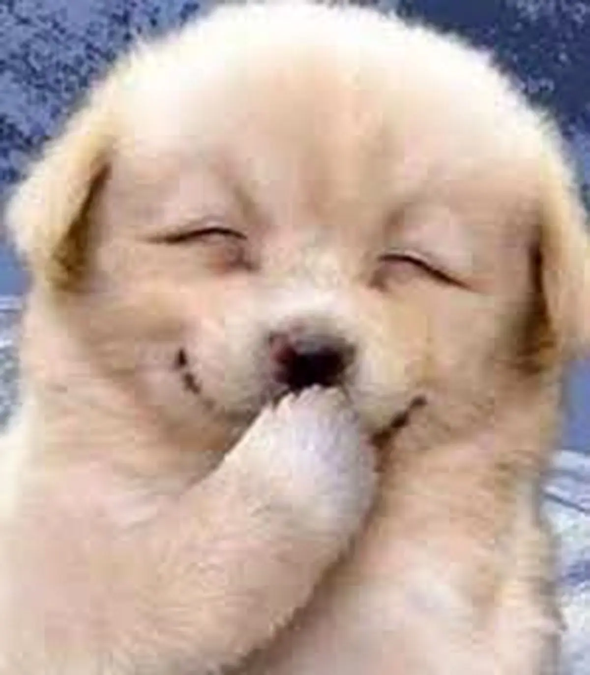 حیوانات هم می‌توانند بخندند!