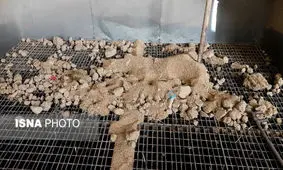 سازمان استاندارد وجود "ضایعات در گندم" را تایید کرد