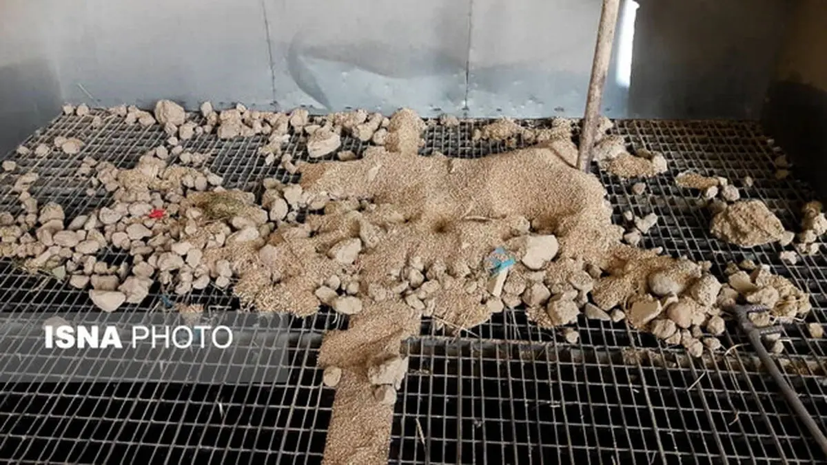 سازمان استاندارد وجود "ضایعات در گندم" را تایید کرد