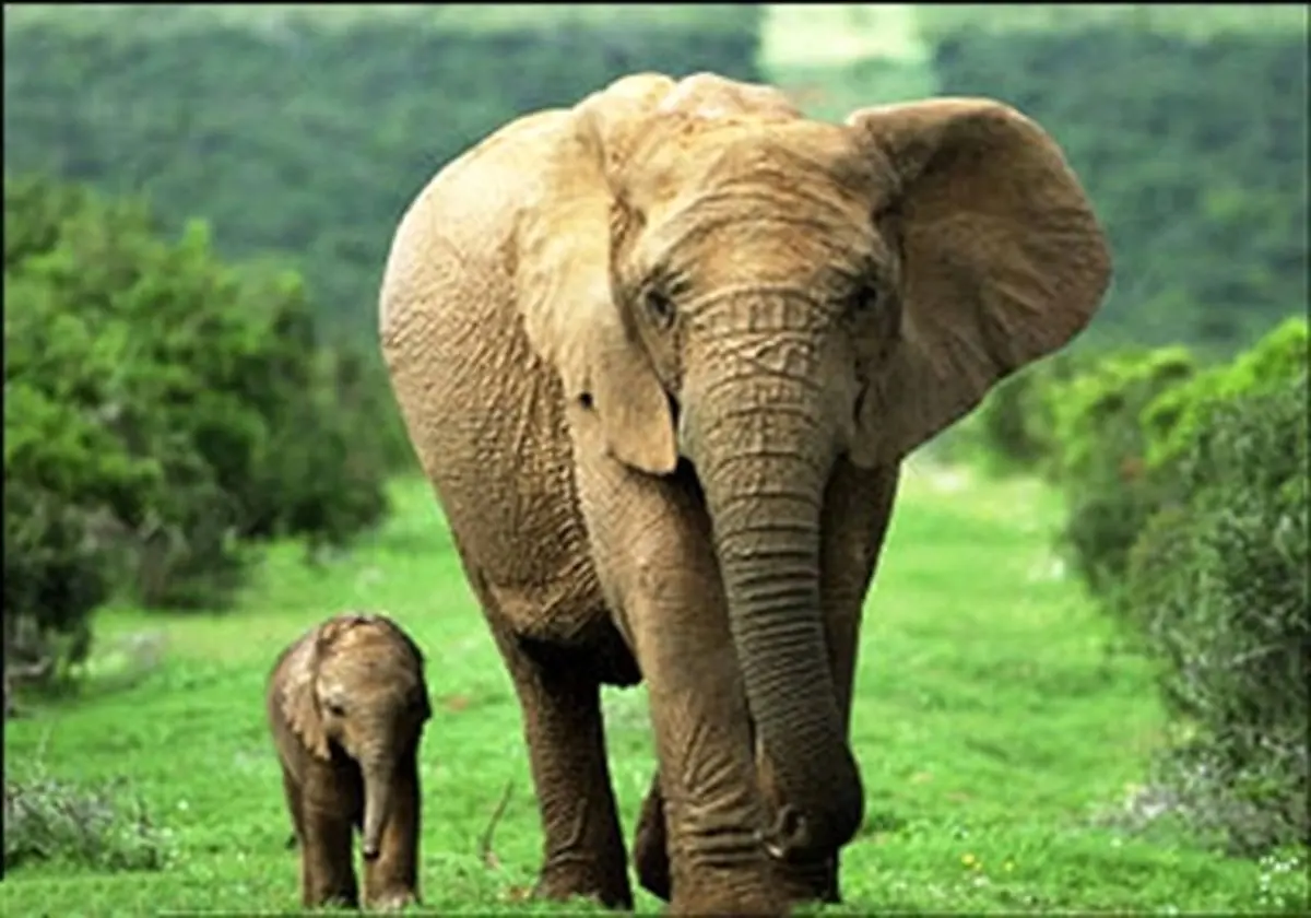 چرا گوش فیل‌ها این‌قدر بزرگ است؟