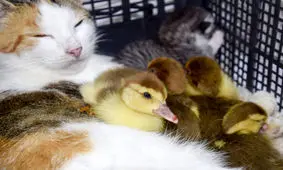 فرزندخواند‌ه‌های دوست‌داشتنی در دنیای حیوانات