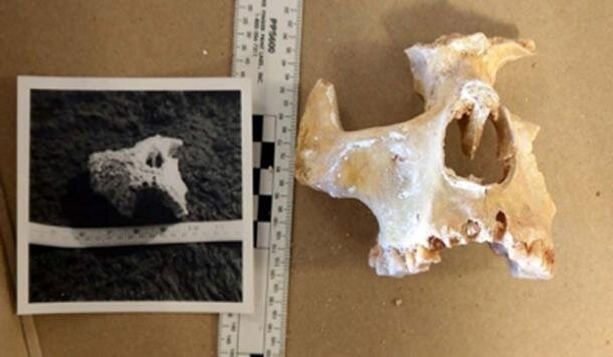 کشف استخوان‌های یکی از قدیمی‌ترین ساکنان انگلستان