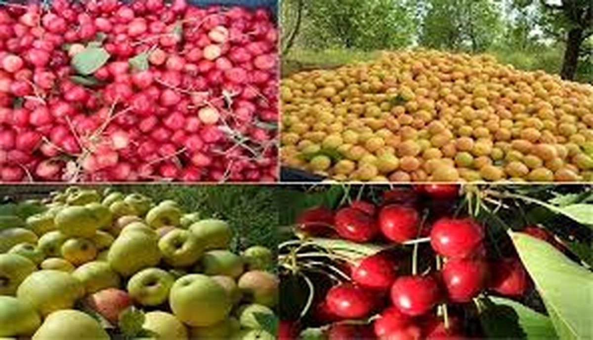 بحران سیب در راه است/رشد ۲ برابری محصولات باغی نسبت به سال قبل