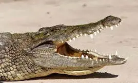 فیلم / لحظه بیرون کشیدن کودک 8 ساله از شکم کروکودیل