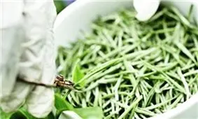 چای سفید+تصاویر