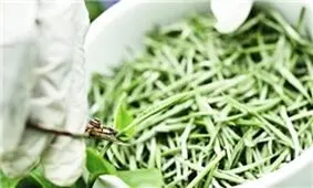 چای سفید+تصاویر