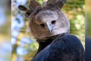 تصویر یک جغد عجیب در اینترنت مشهور شد / پرنده‌ای که بسیار شبیه به انسانها است