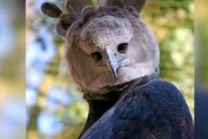 تصویر یک جغد عجیب در اینترنت مشهور شد / پرنده‌ای که بسیار شبیه به انسانها است