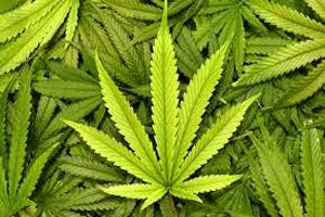 ماری‌جوآنا گیاه زیبایی است / بعضی‌ها در گلدان در خانه‌ها یا اداره‌ها می‌کارند! + فیلم