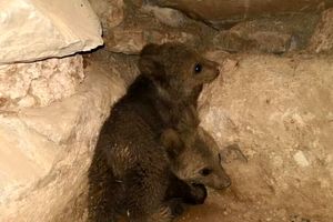 ۲ توله خرس در طبیعت اندیکا رهاسازی شدند
