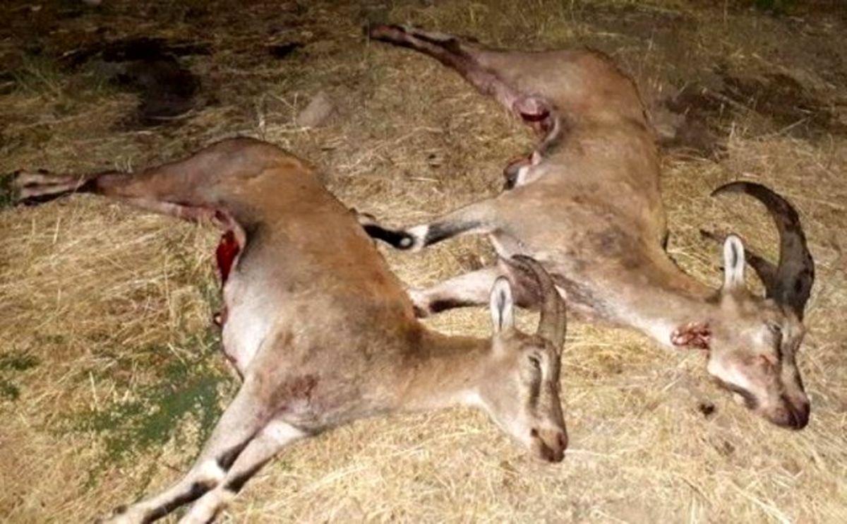 کشف لاشه ۳ راس بز کوهی از شکارچیان غیرمجاز در علی‌آباد کتول