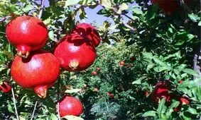 فردوس سرزمین یاقوت‌های سرخ دیار کویر تا چشمه‌های آب معدنی+تصاویر