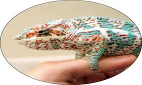 اپیدمی نگهداری حیوانات عجیب و غریب / و حالا رتیل زانو قرمز!