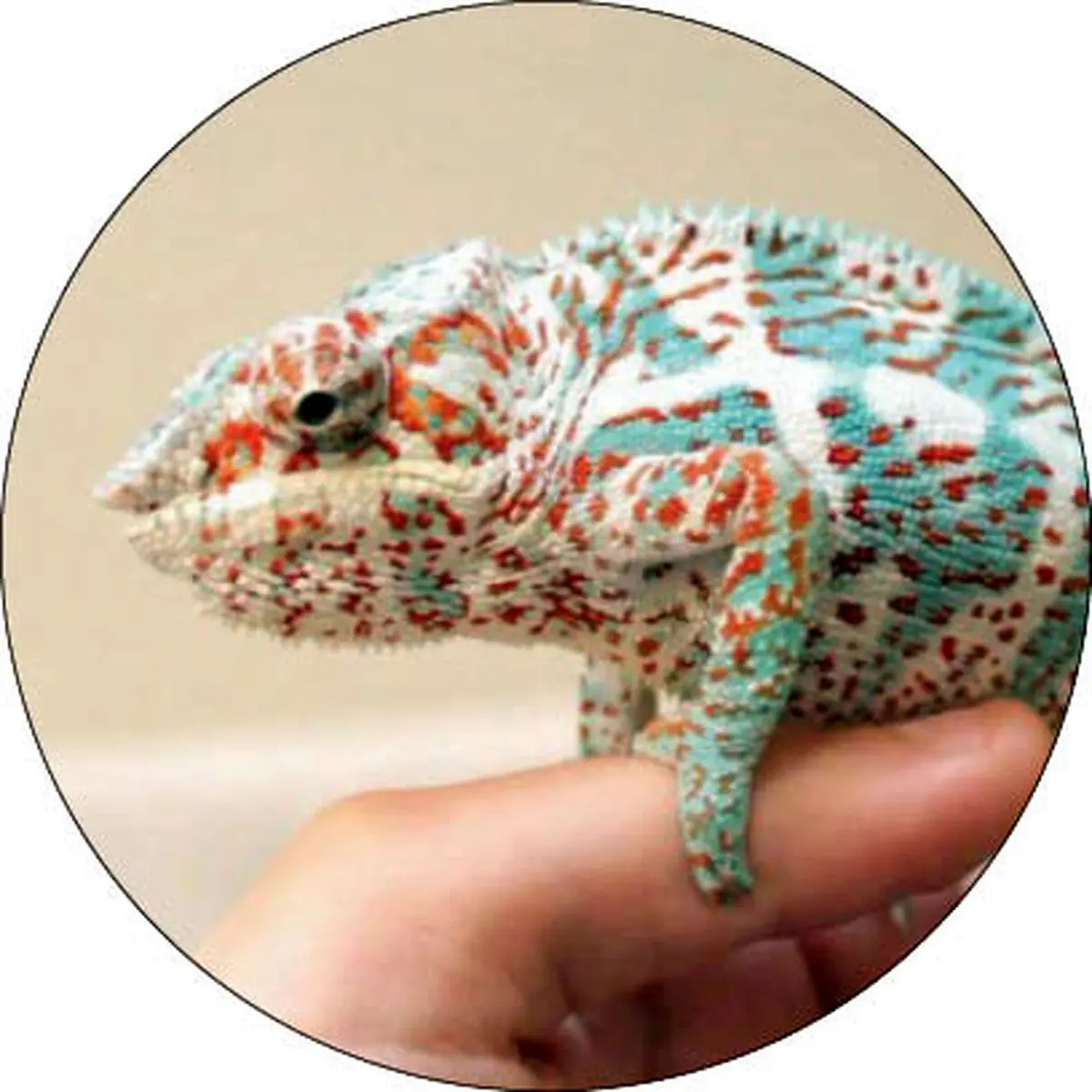 اپیدمی نگهداری حیوانات عجیب و غریب / و حالا رتیل زانو قرمز!