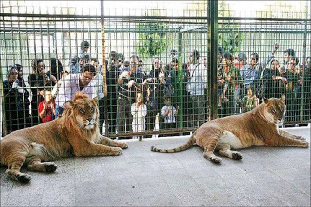 باغ‌وحش وکیل‌آباد مشهد نیازمند دامپزشک بی‌طرف است