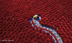 مسابقه عکاسی سونی ۲۰۲۰+ عکس