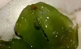 کشف انگورهای حاوی سوزن‌