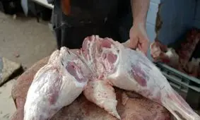 گوشت شتر، برنامه جدید برای خوراک ارزان مردم