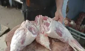 گوشت شتر، برنامه جدید برای خوراک ارزان مردم
