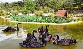 سرنوشت باغ پرندگان مشهد؛ رونوشتی از باغ‌ وحش وکیل‌آباد