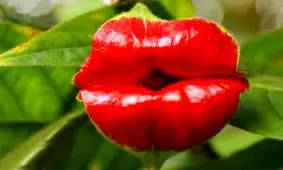 ۹ نمونه از عجیب ترین و حیرت آور ترین گل های جهان را ببینید