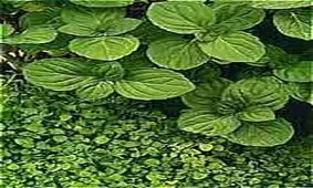 درمان ترش معده