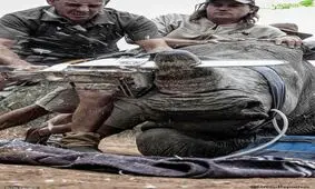 شاخ پر دردسر