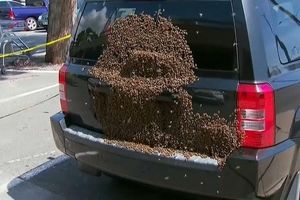 هجوم زنبورها به یک جیپ در آدلاید استرالیا