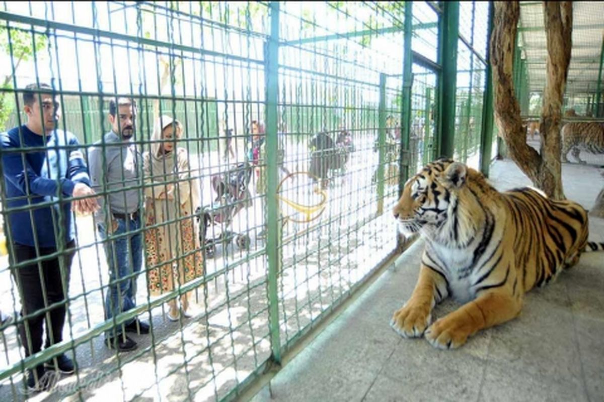 باغ وحش مشهد تا سه ماه آینده تعیین تکلیف خواهد شد