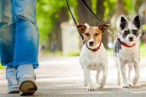 حمل سگ با خودرو غیرقانونی است / برخورد پلیس با سگ‌گردانان در معابر عمومی