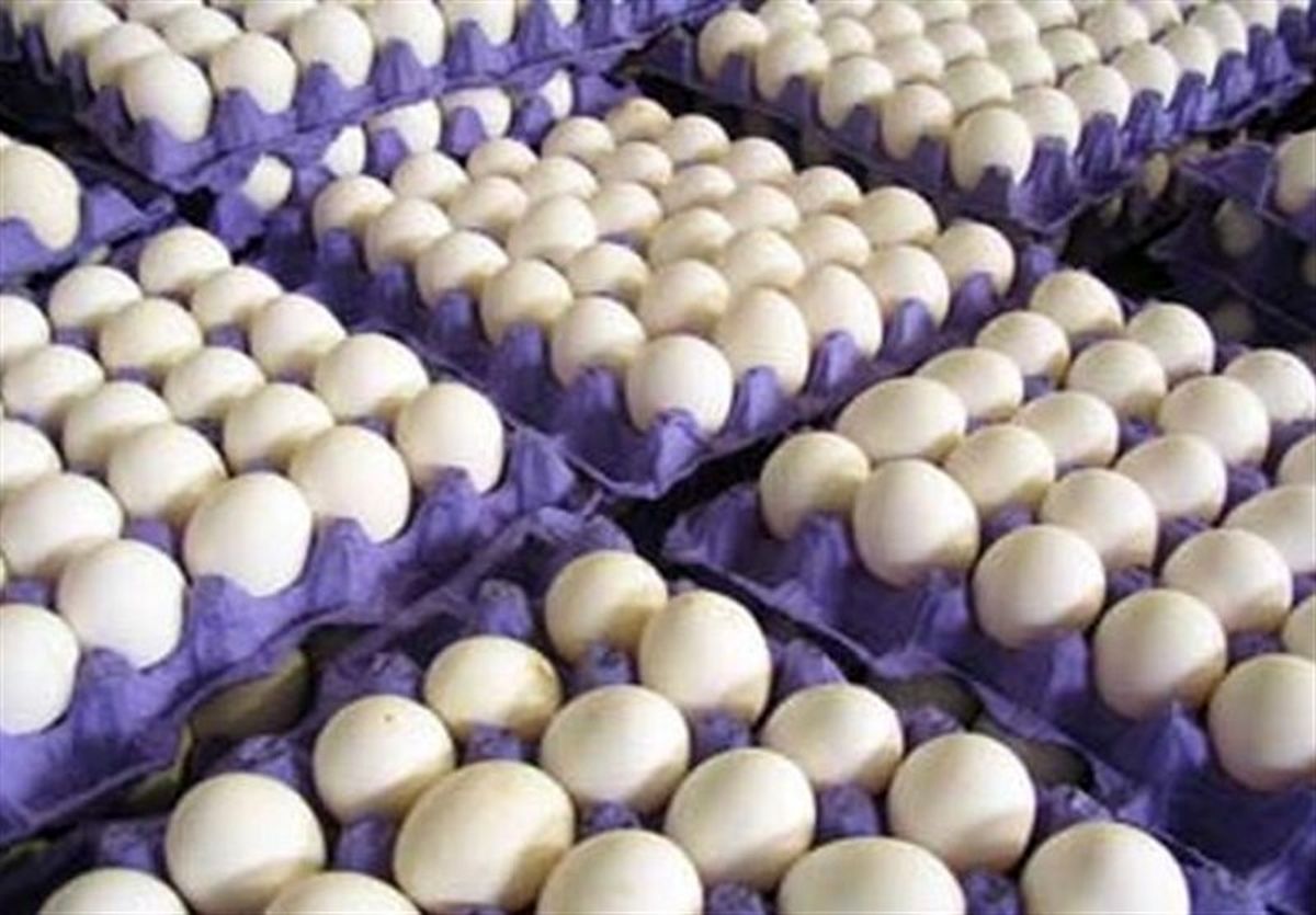 خرید توافقی بیش از یک هزار و ۵۰۰ تن تخم مرغ از مرغداران/تولید روزانه تخم مرغ به بالای ۲ هزار و ۷۰۰ تن رسید